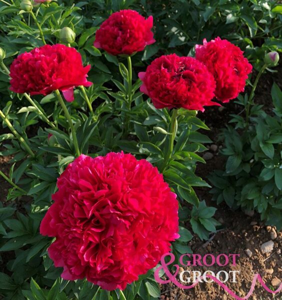 10. Peonija 'Command Performance' (5-8 pumpuru sakne)
