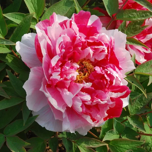 3. Kokveida peonija (Paeonia suffruticosa) 'Camouflage' (1 potēta sakne)