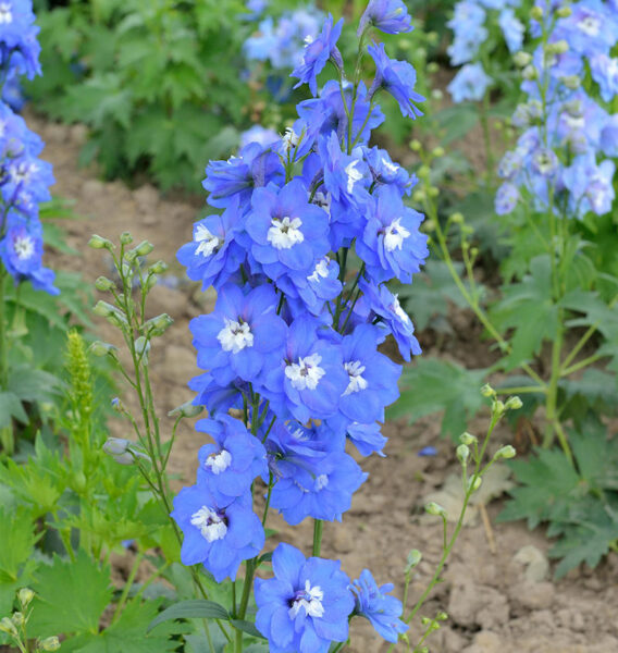 562. Delfīnijas 'Jupiter Blue' (1,5 l pods)