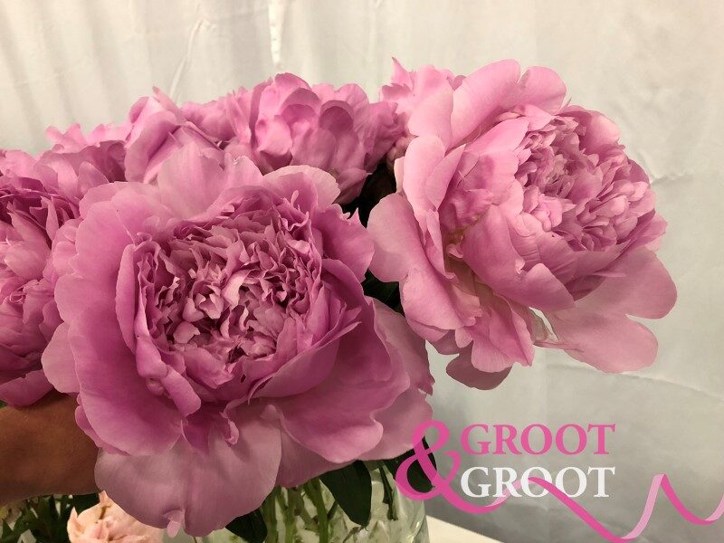 14.Peonija 'Dinner Plate' (5-8 pumpuru sakne)