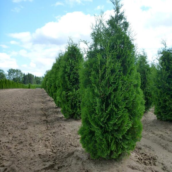 679. Rietumu tūja (Thuja occidentalis) 'Fastigiata' 🇱🇻 (P11)