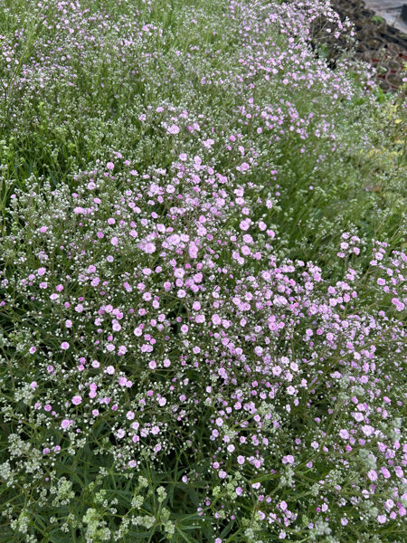 381. Plīvurpuķe jeb ģipsene (Gypsophila paniculata) 'Flamingo' (1,5 l konteiners)