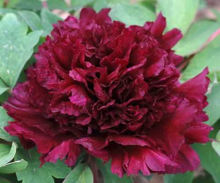 4. Kokveida peonies (Paeonia suffruticosa) 'Champion Black Jade' (1 potēta sakne)