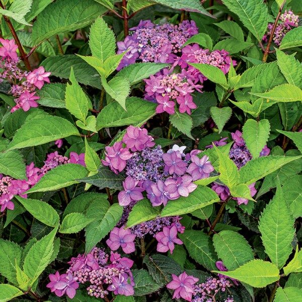 2. ROBAINĀ HORTENZIJA (Hydrangea serrata) 'MORNING GLORY (1 litra konteiners)