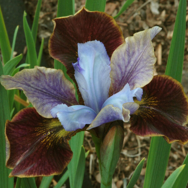 510. 🇱🇻 Sibīrija īriss (Iris sibirica) 'Black joker' (C1)