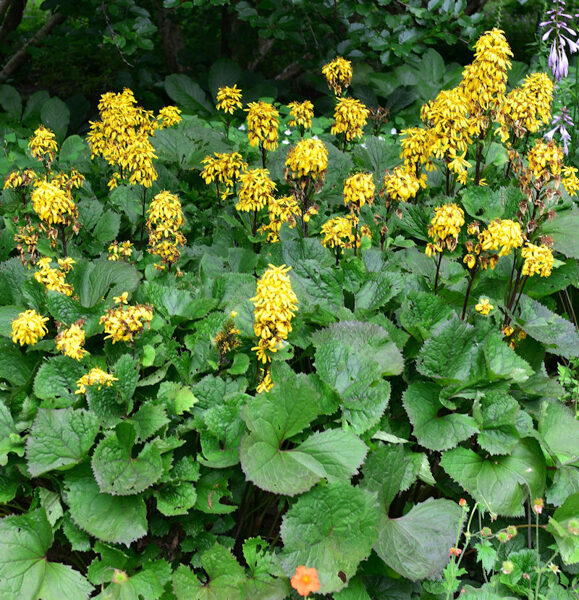 606. Ligulārija (Ligularia hessei) 'Laternchen' (1,1 litra pods)