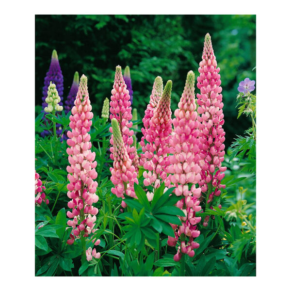 362. 🇱🇻 Lupīnas (Lupinus polyphyllus) 'Schlossfrau' (C1,2)