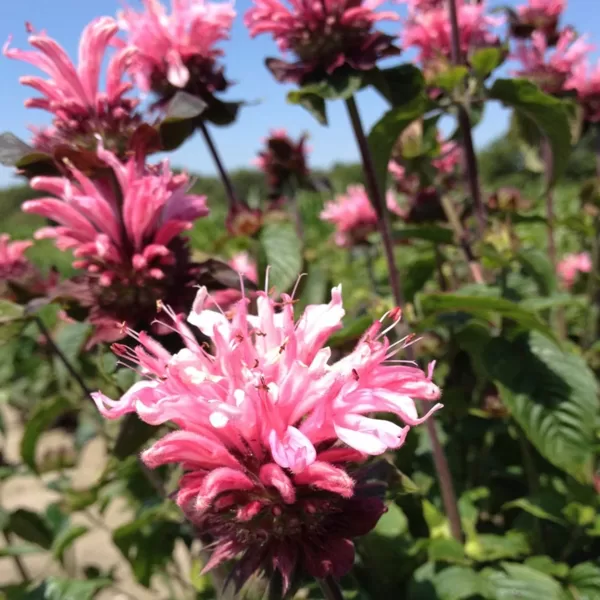 615. 🇱🇻 Monarda 'Bee Lieve' (P13)