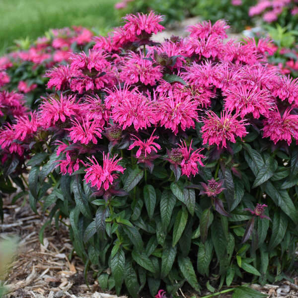 541. 🇱🇻 Monarda (Monarda) 'Berry toffy' (1 litra podiņš)