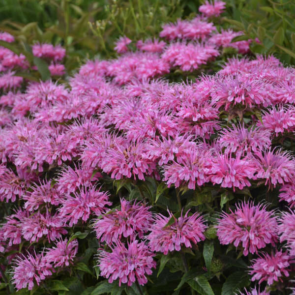 540.🇱🇻 Monarda (Monarda) 'Sugar Buzz 'Bubblegum Blast' (C1)