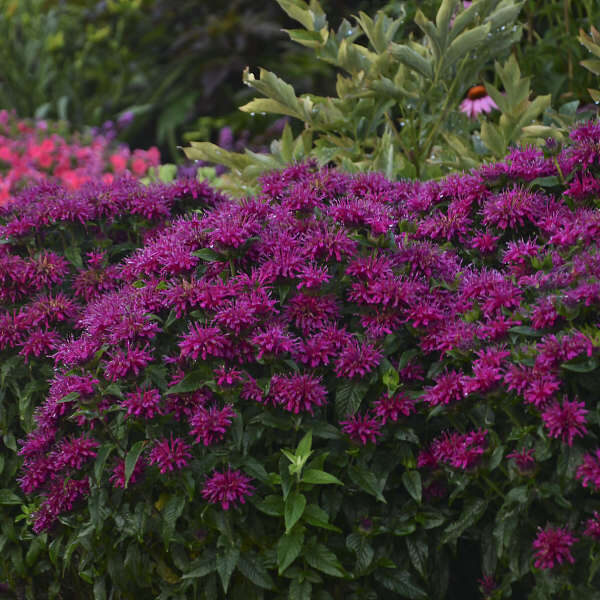 549. 🇱🇻 Monarda (Monarda) 'Grappe Gymball' (C1)