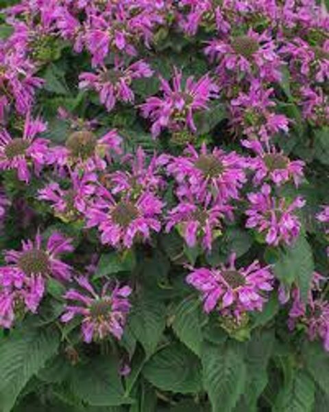 614. 🇱🇻 Monarda 'Bee Pretty' (P13)