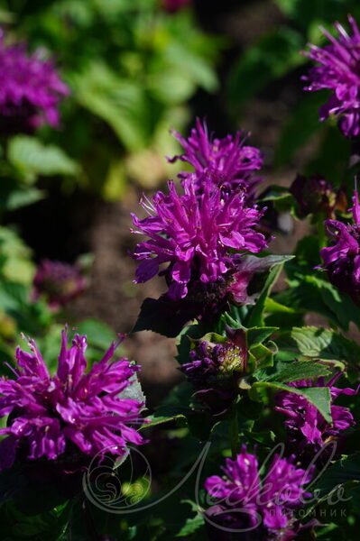 616. 🇱🇻 Monarda 'Bee Pure' (P13)