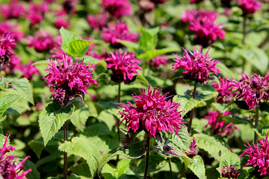 617. 🇱🇻 Monarda 'Bee True' (P13)