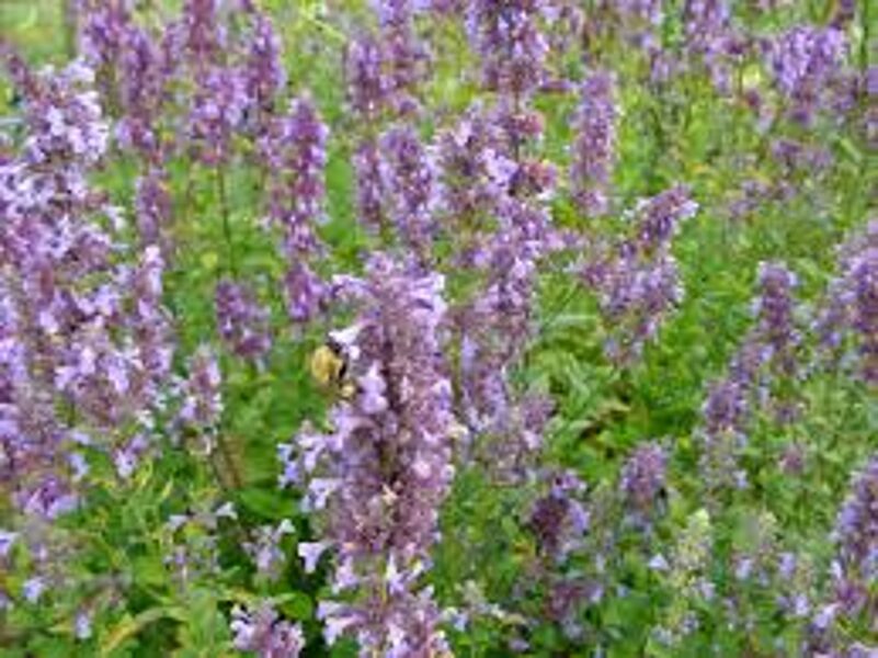 37. 🇱🇻 Kaķmētra (Nepeta parnassica) (C1)