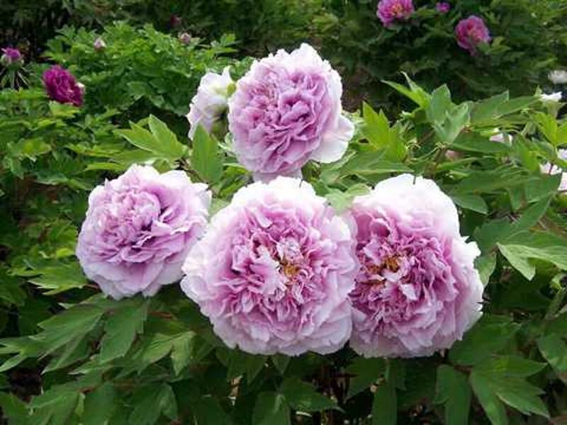 5. Kokveida peonija (Paeonia suffruticosa) 'Charming Sights after Rain' (1 potēta sakne)