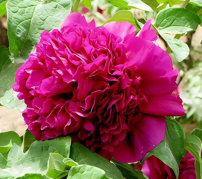 7. Kokveida peonija (Paeonia suffruticosa) 'Garnet-Red Light on the Desk' (1 potēta sakne) 