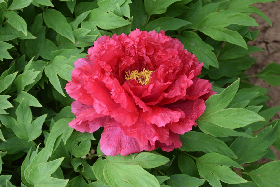 11. Kokveida peonija (Paeonia suffruticosa) 'Road Racer' (1 potēta sakne)