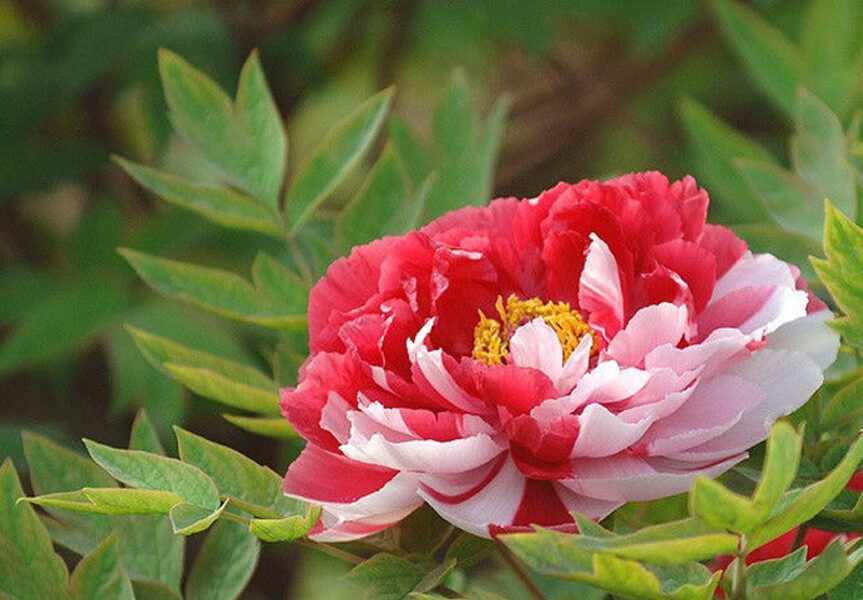15. Kokveida peonija (Paeonia suffruticosa) 'Twin Beauty' (1 potēta sakne)