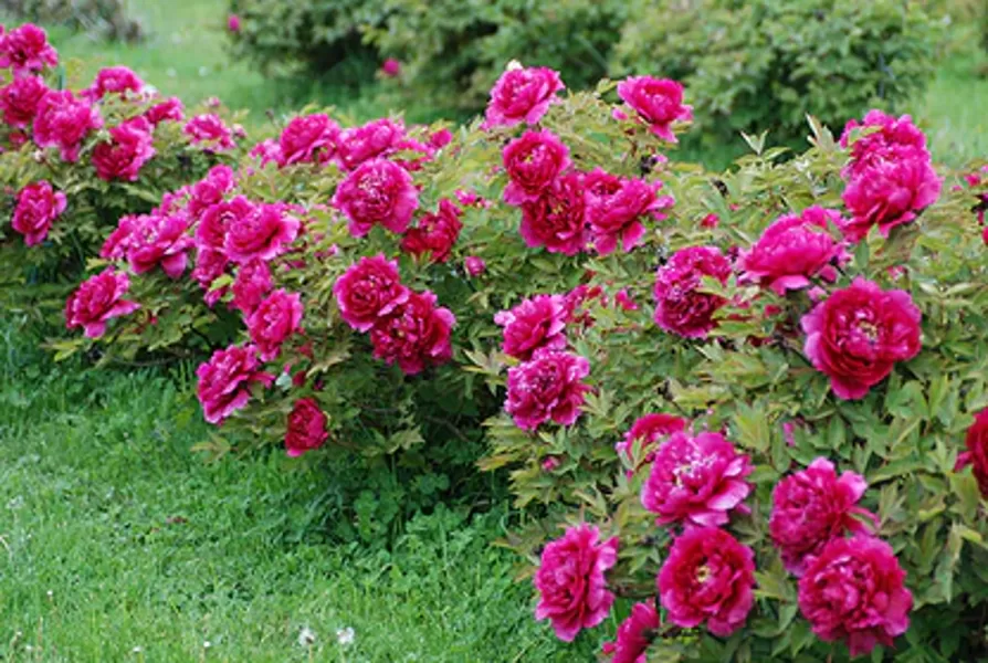 2. Kokveida peonies (Paeonia suffruticosa) 'Black Dragon' (1 potēta sakne)