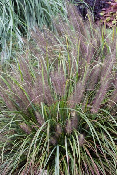 23.Spalvzāle lapsastu (Pennisetum al.) 'Moudry' (1 litra podiņš)