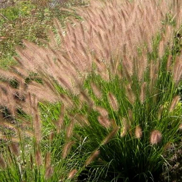 25.Spalvzāle lapsastu (Pennisetum al.) 'Viridescens' (1 litra podiņš)