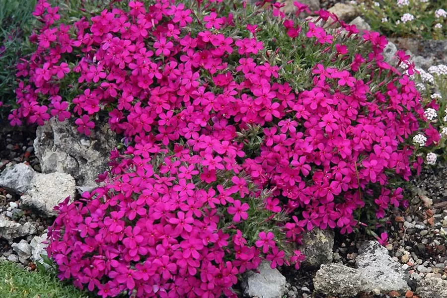 12. Phlox douglasii 'Red Admiral' (P9)