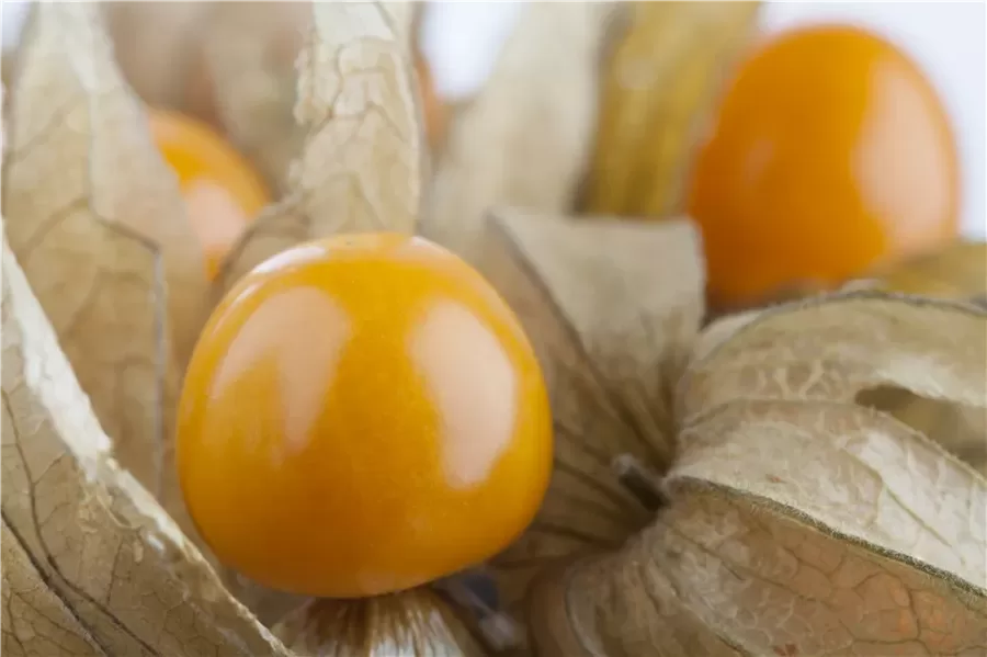 7. Alkekengi fizālis (Physalis peruviana) 'Goldvital' (1 galotņots jaunstāds)