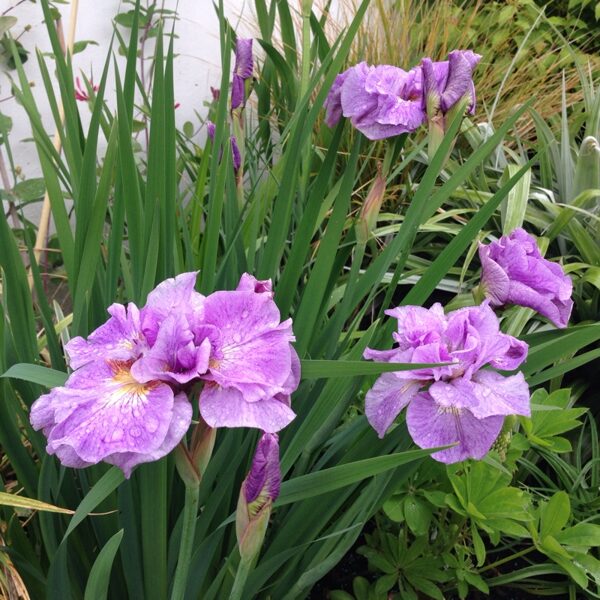 514. 🇱🇻 Sibīrijas īriss (Iris sibirica) 'Pink parfait' (C1)