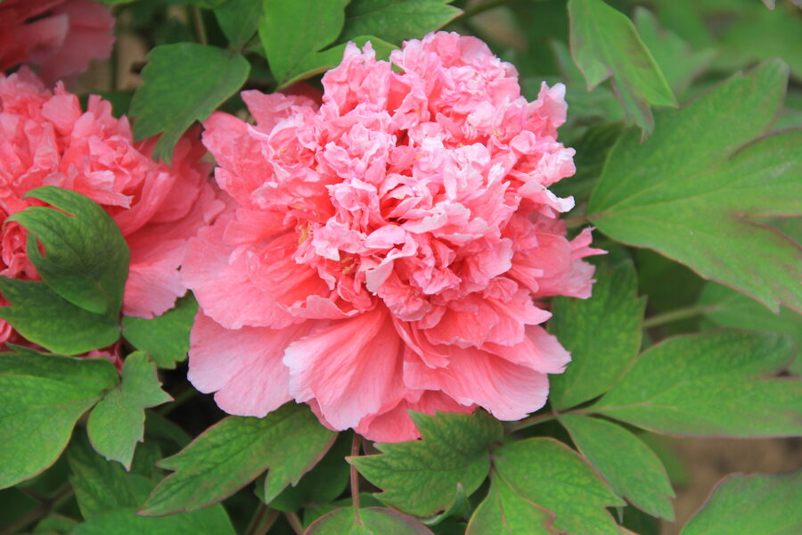 9. Kokveida peonija (Paeonia suffruticosa) 'Pink Sky' (1 potēta sakne) 