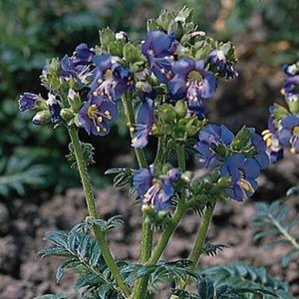 612. Kāpnīte (Polemonium) ‘Blue Whiel’ (1 litra podiņš)