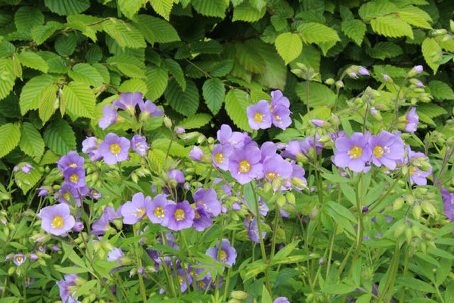 607. Kāpnīte (Polemonium rept.) ‘'Lambrook Mauve'’ (1 litra podiņš)