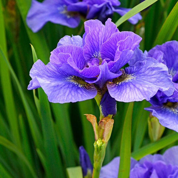 8. Sibīrijas īriss (Iris Sibirica) 'Ŗambunctious' (1 sakne)