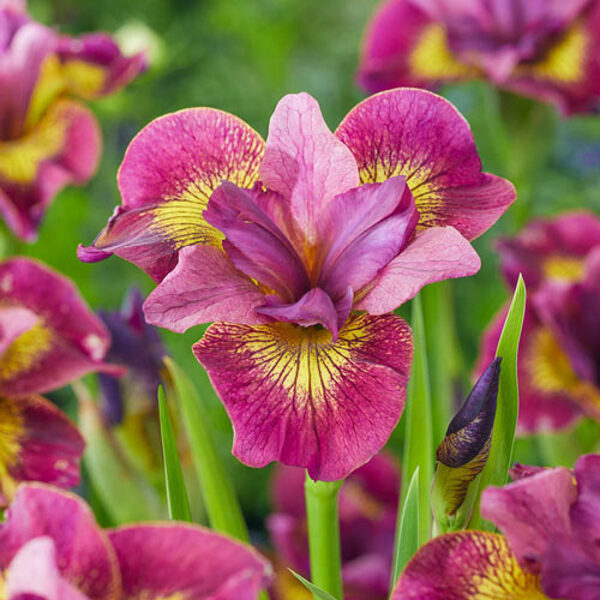 7. Sibīrijas īriss (Iris Sibirica) 'Ruby Gold' (1 sakne)