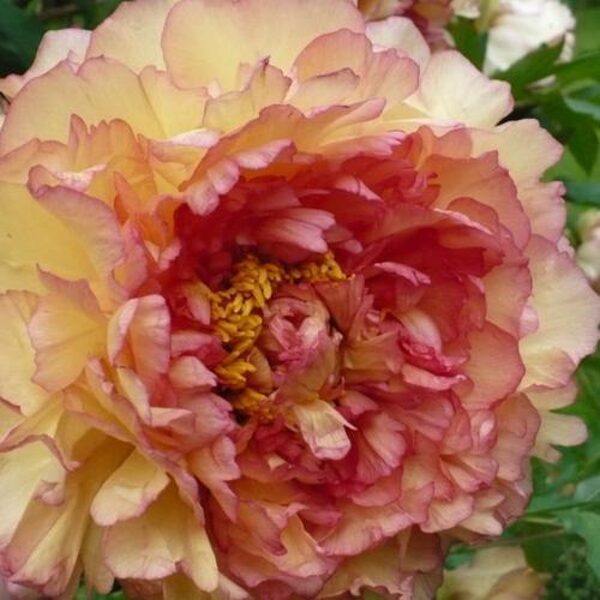 1. Kokveida peonija (Paeonia suffruticosa x lutea) 'SOUVENIR de MAXIME CORNU' (1 potēta sakne). 