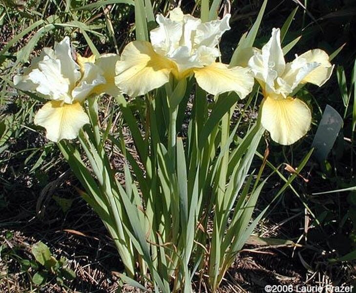 4. Sibīrijas īrsiss (Iris Sibirica) 'Summer Revels' ( 1 sakne)