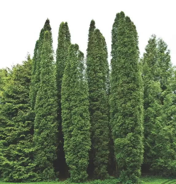 678. Rietumu tūja (Thuja occidentalis) 'Columna' 🇱🇻(P11)