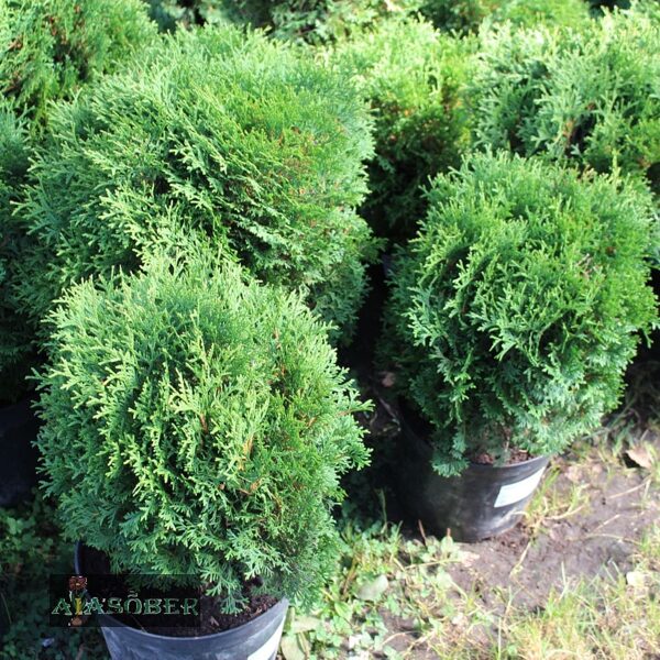 677. Rietumu tūja (Thuja occidentalis) 'Salaspils' 🇱🇻 (P11)