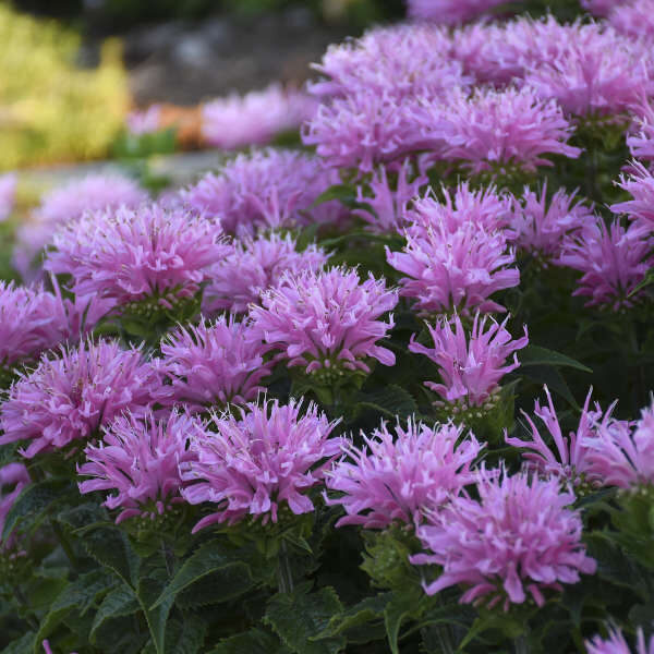 552. 🇱🇻 Monarda (Monarda) 'Pink Frosting'(C1)