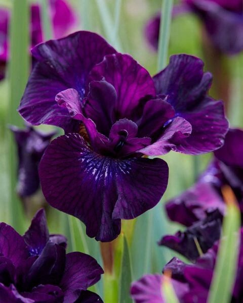 9. Sibīrijas īriss (Iris Sibirica) 'Purplelicious' (1 sakne)