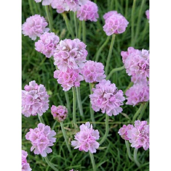 590. Armērija (Armeria maritima) 'Schöne Von Fellbach' (1 l podiņš)