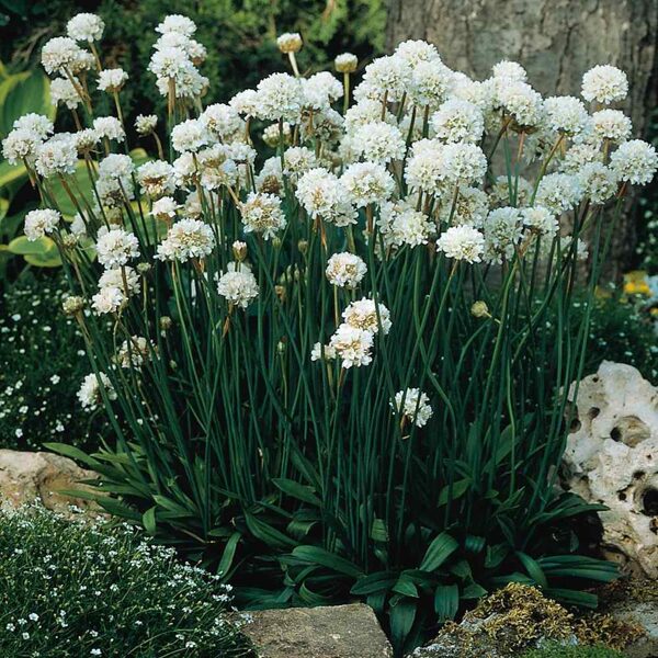 576. Armērija (armeria maritima) 'Alba' (1 litra podiņš)