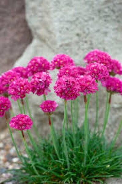 591. Armērija (armeria maritima) 'Pinkes Roschen' (1 l podiņš)