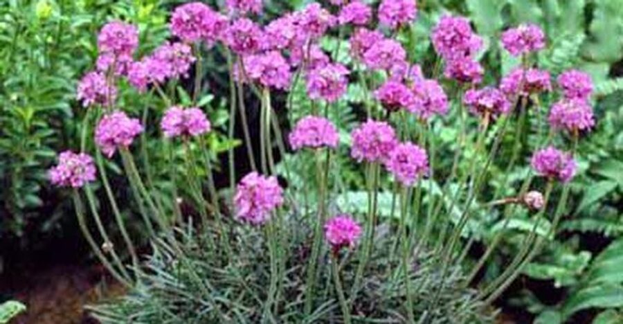 592. Armērija (armeria maritima) 'Rosea Compacta' (1 l podiņš)