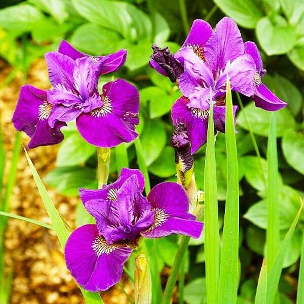 1. Sibīrijas īriss (Iris Sibirica) 'Wine wings' (1 sakne)