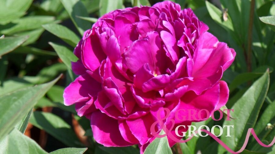 20. Peonija 'Karl Rosenfield' (5-8 pumpuru sakne)