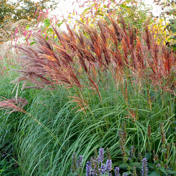 10.Ķīnas miskante (Miscanthus sin.) 'Red Chief' (P12 konteiners)