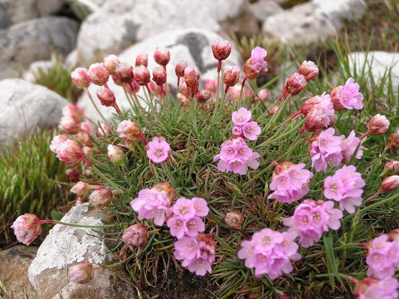 589. Armērija (armeria maritima) 'Varretu' (1 l podiņš)