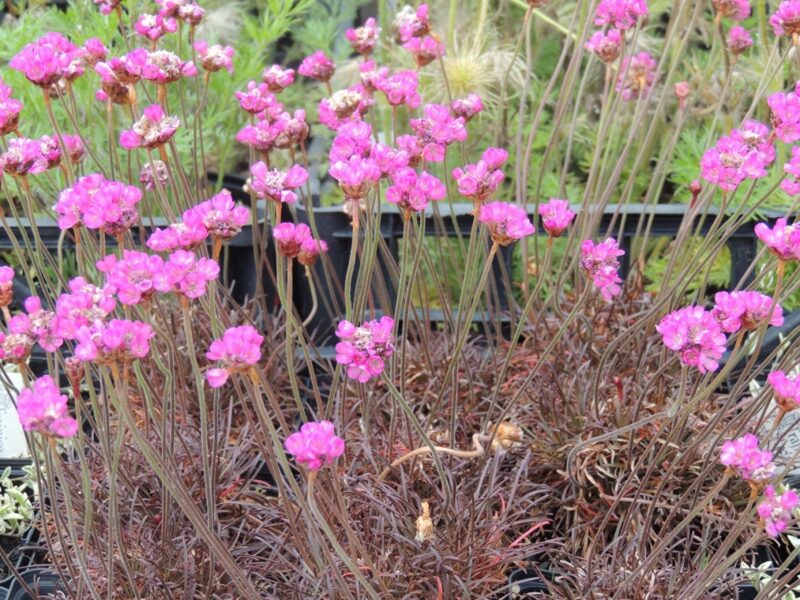 588. Armērija (armeria maritima) 'Vesuv' (1 litra podiņš)